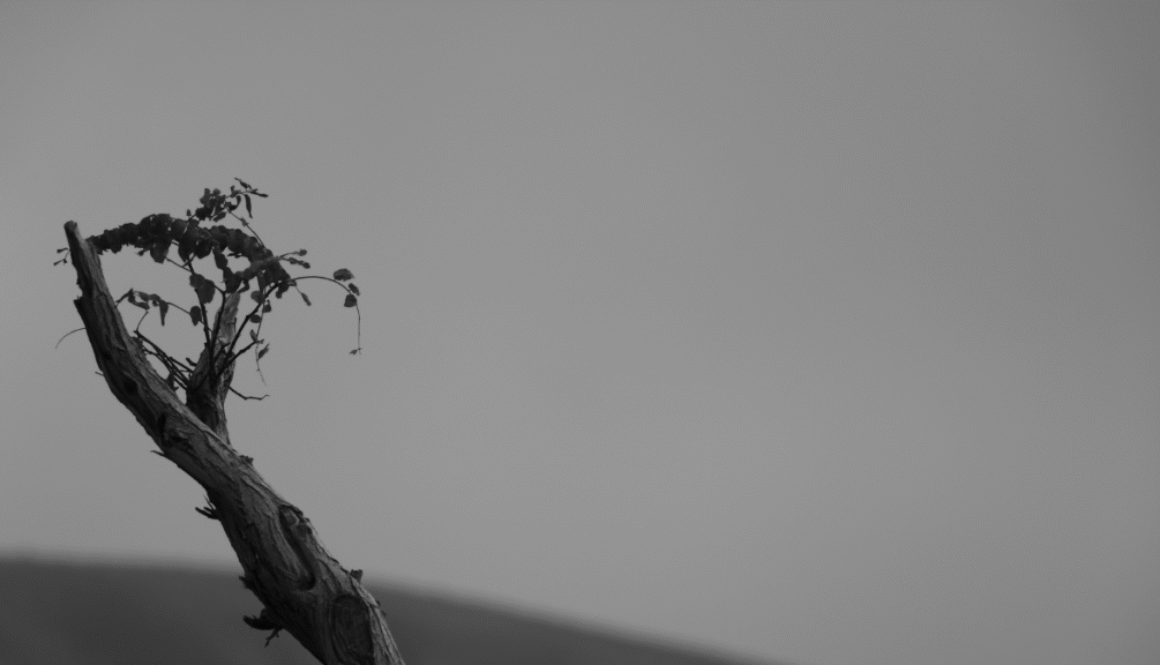 A black & white photo of a tree branch where a small bud popping up represents endurence