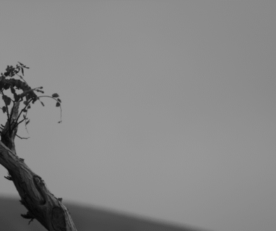 A black & white photo of a tree branch where a small bud popping up represents endurence