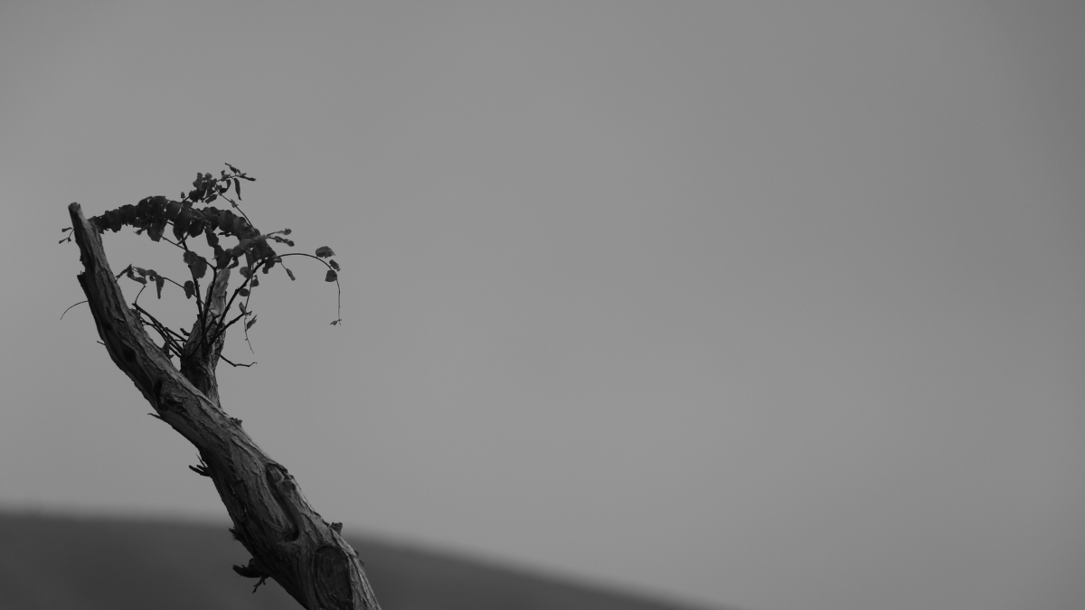 A black & white photo of a tree branch where a small bud popping up represents endurence
