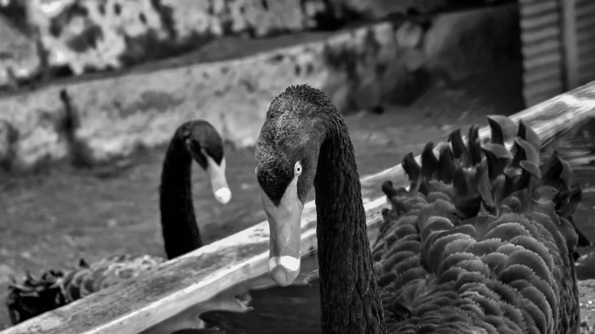 Close-up of a black swan in a pond, facing the camera with a focused gaze. Another swan is visible in the background. The image reflects awareness and calm before unexpected events