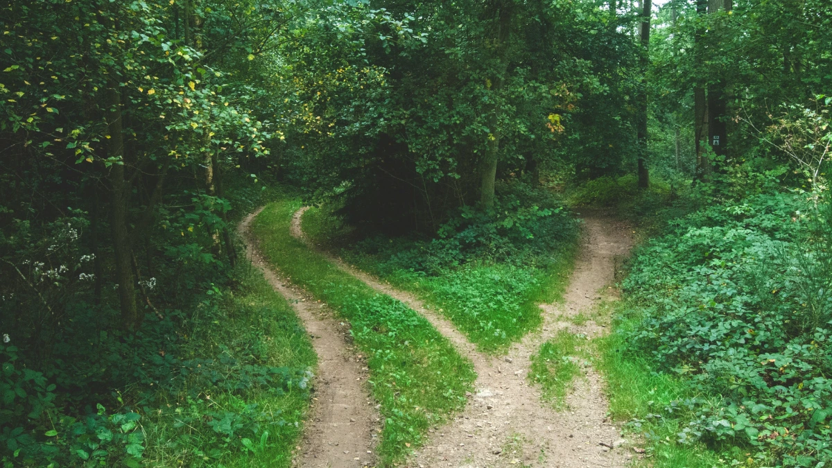 A forest pathway splitting into two directions, symbolizing life choices and decision-making.