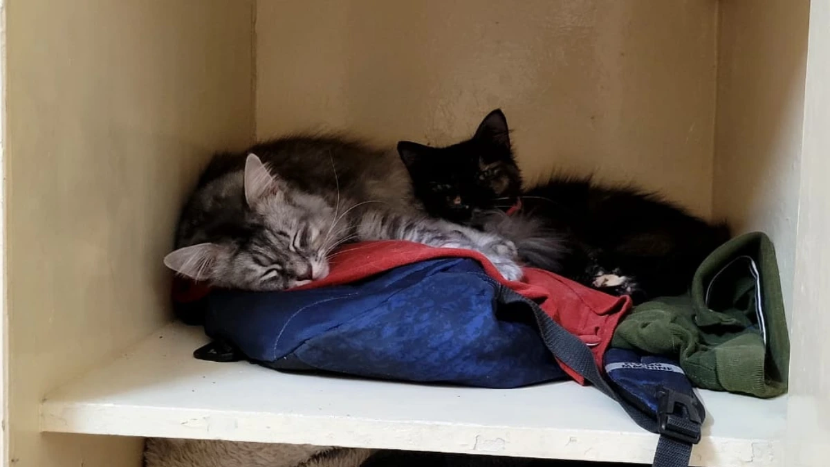 Chutki and Togo, my cats, cuddled together on a shelf, resting peacefully on a bag — a cozy moment of love and companionship.